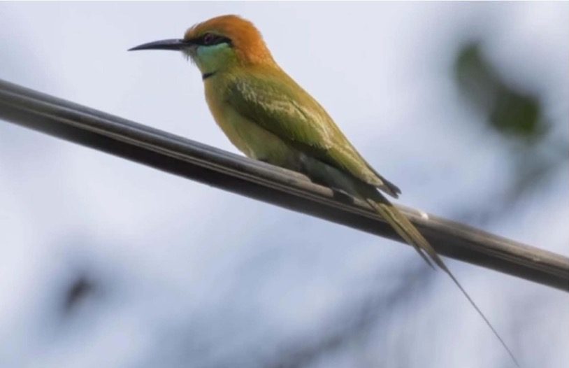 Green Bee Eater